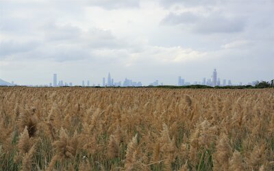 Skyline hinter Feld