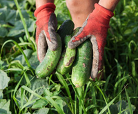 Jedes Jahr werden tausende zumeist ausländische Erntehelfer eingesetzt. Gilt der gesetzliche Mindestlohn auch für sie?
Bild: Brilliant Eye/Fotolia.de