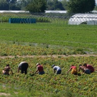 Erntehelfer bei der Arbeit