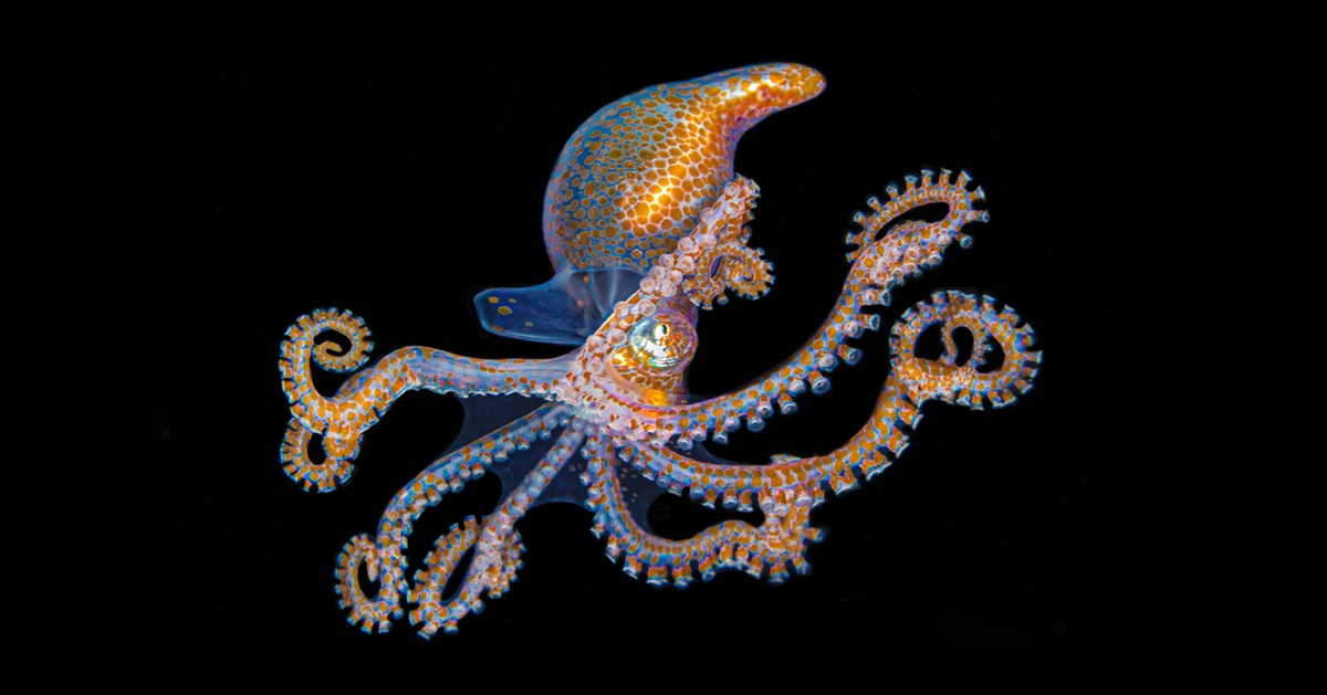 Der HR-Oktopus (Foto: Margarita Hranovska - stock.adobe.com).
